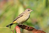 Palm Warbler